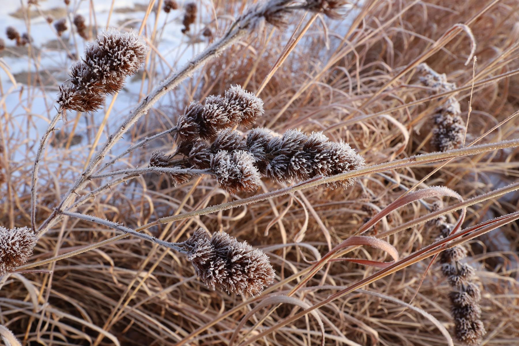 roundhead lespedeza