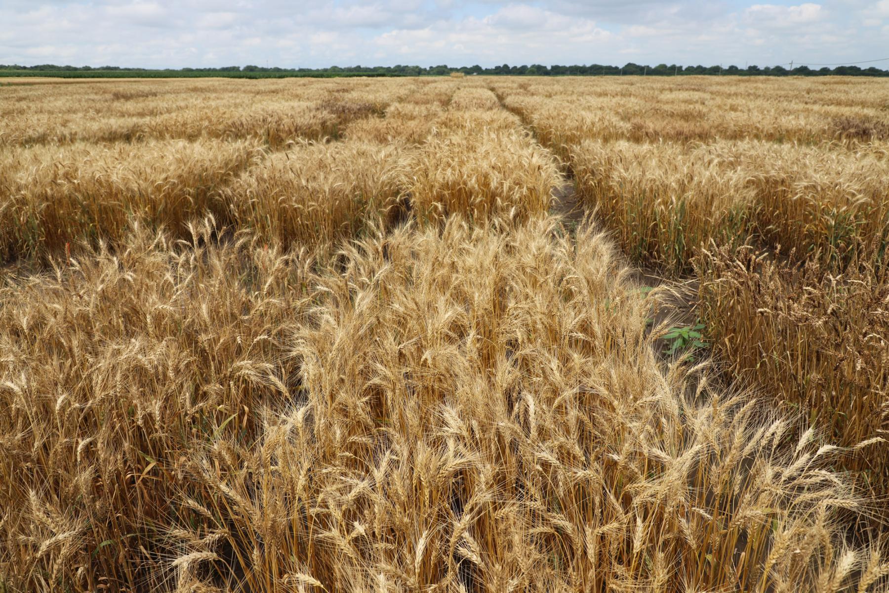 Winter wheat at Havelock Farm 