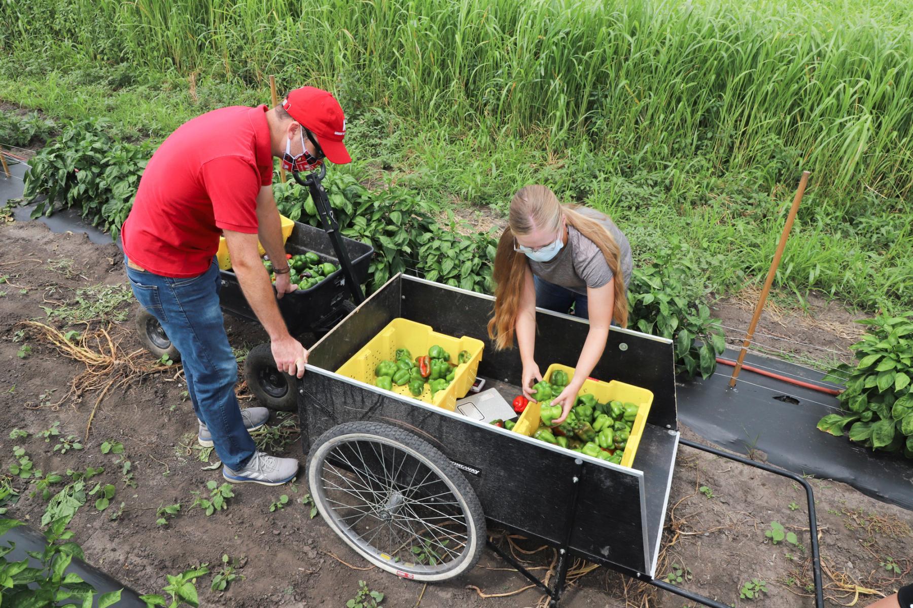 Picking peppers