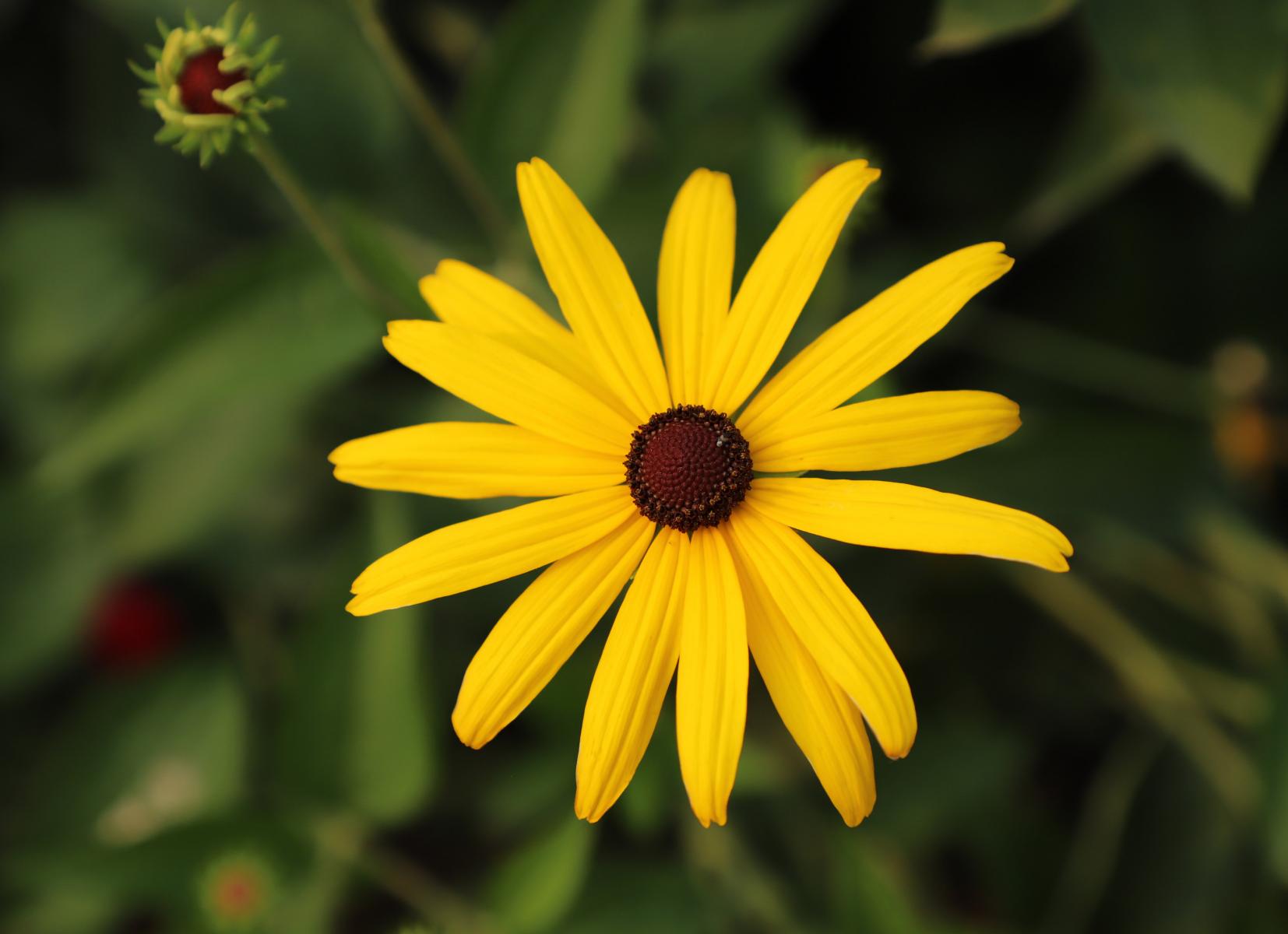 Yellow flower