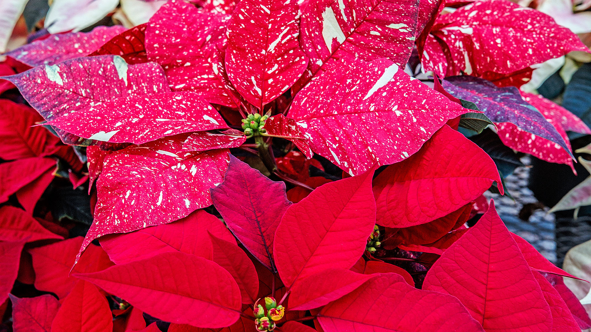 The Horticulture Club's annual poinsettia sale is online until Nov. 13.
