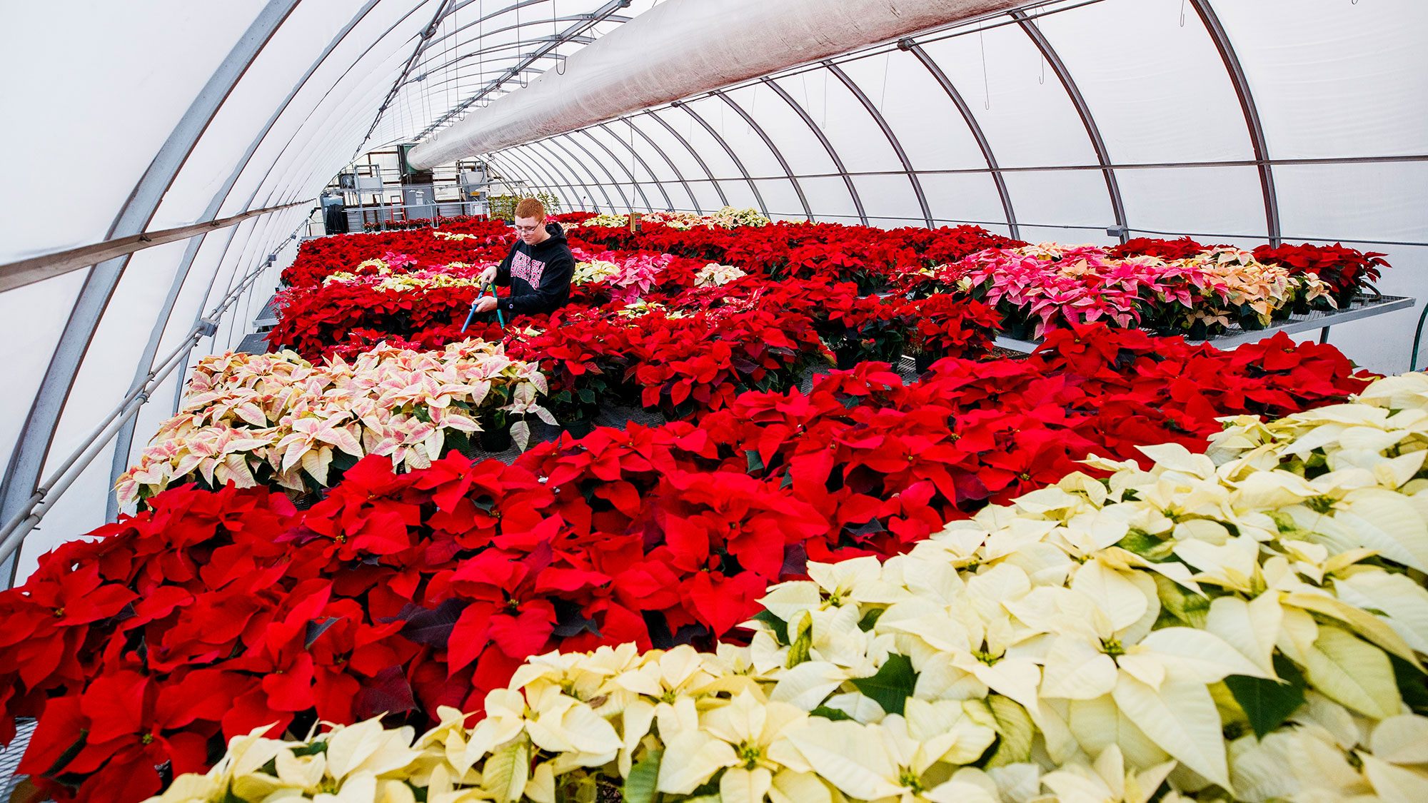 In 2019, horticulture major Brandon Mars waters the poinsettias in an East Campus greenhouse to be sold at the Horticulture Club sale. Craig Chandler | University Communication