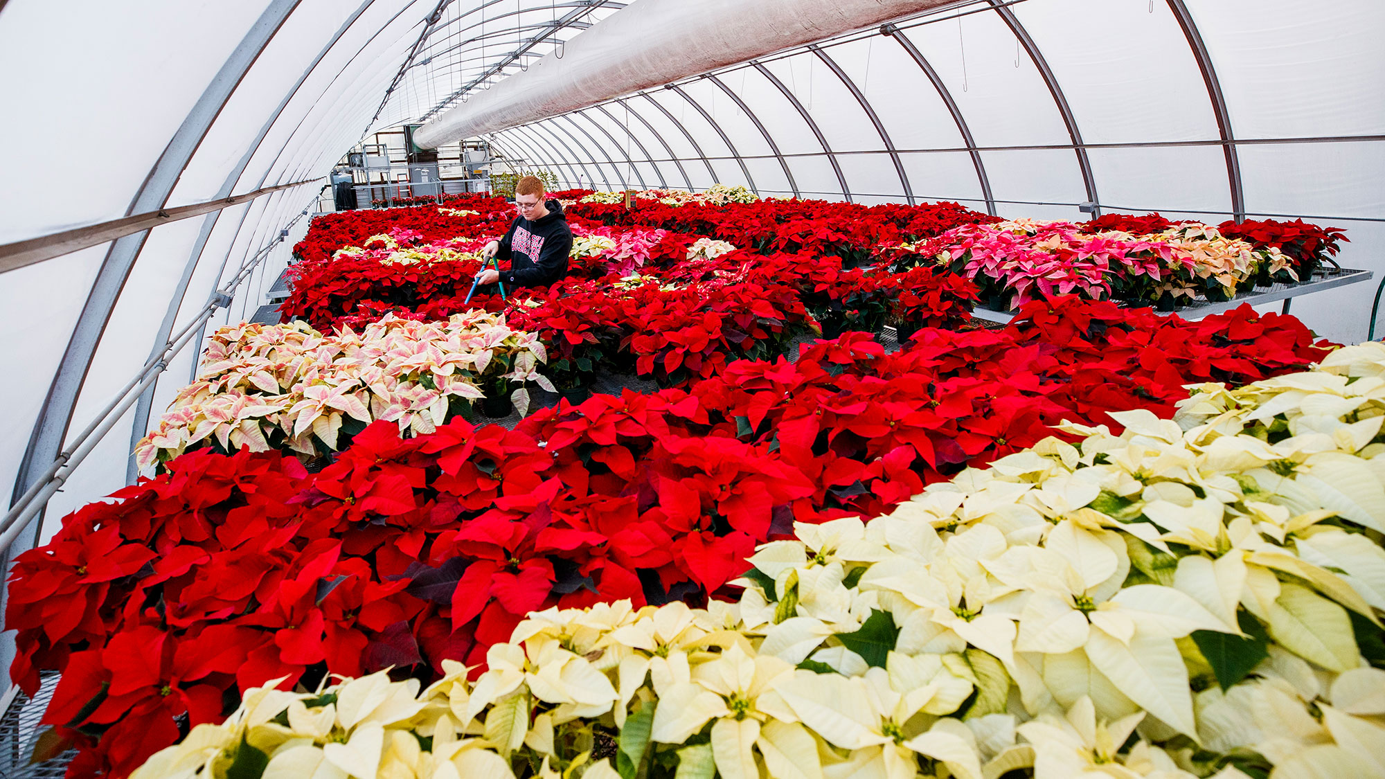 Horticulture senior Brandon Mars waters poinsettias in the Teaching Greenhouse West in 2019. Craig Chandler | University Communication
