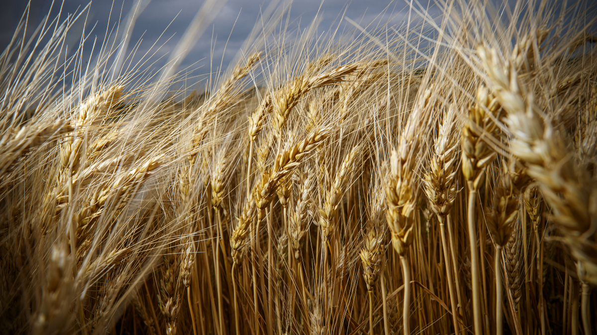 Wheat grows at the Agriculture fields at 84th and Havelock. Photo by Craig Chandler / University Communication.