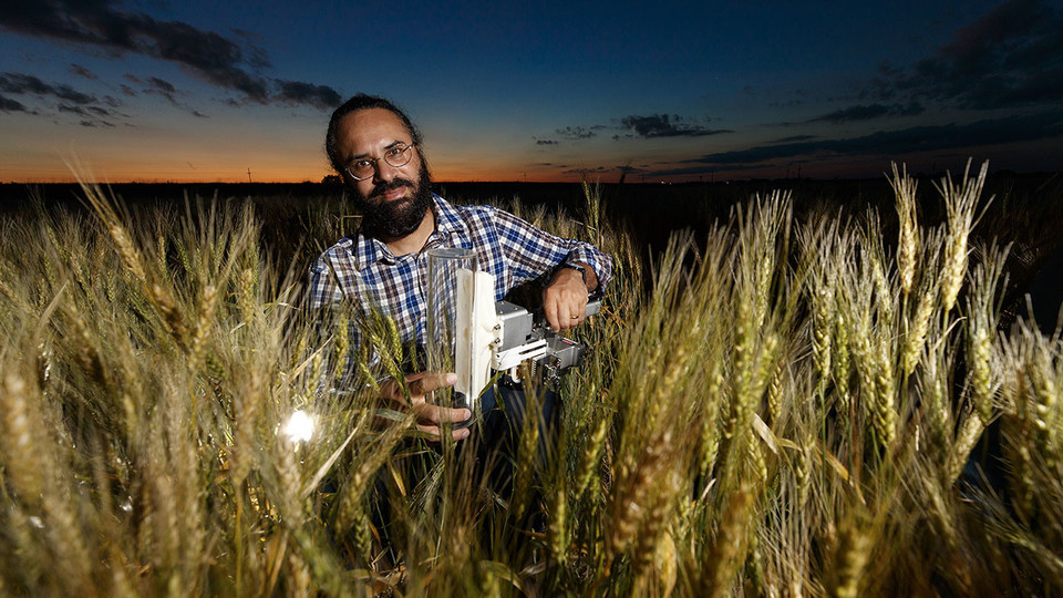 Nebraska’s Harkamal Walia and colleagues have described a novel form of a gene obtained from wild wheat that has the potential to improve drought tolerance in cultivated wheat. Craig Chandler | University Communication 