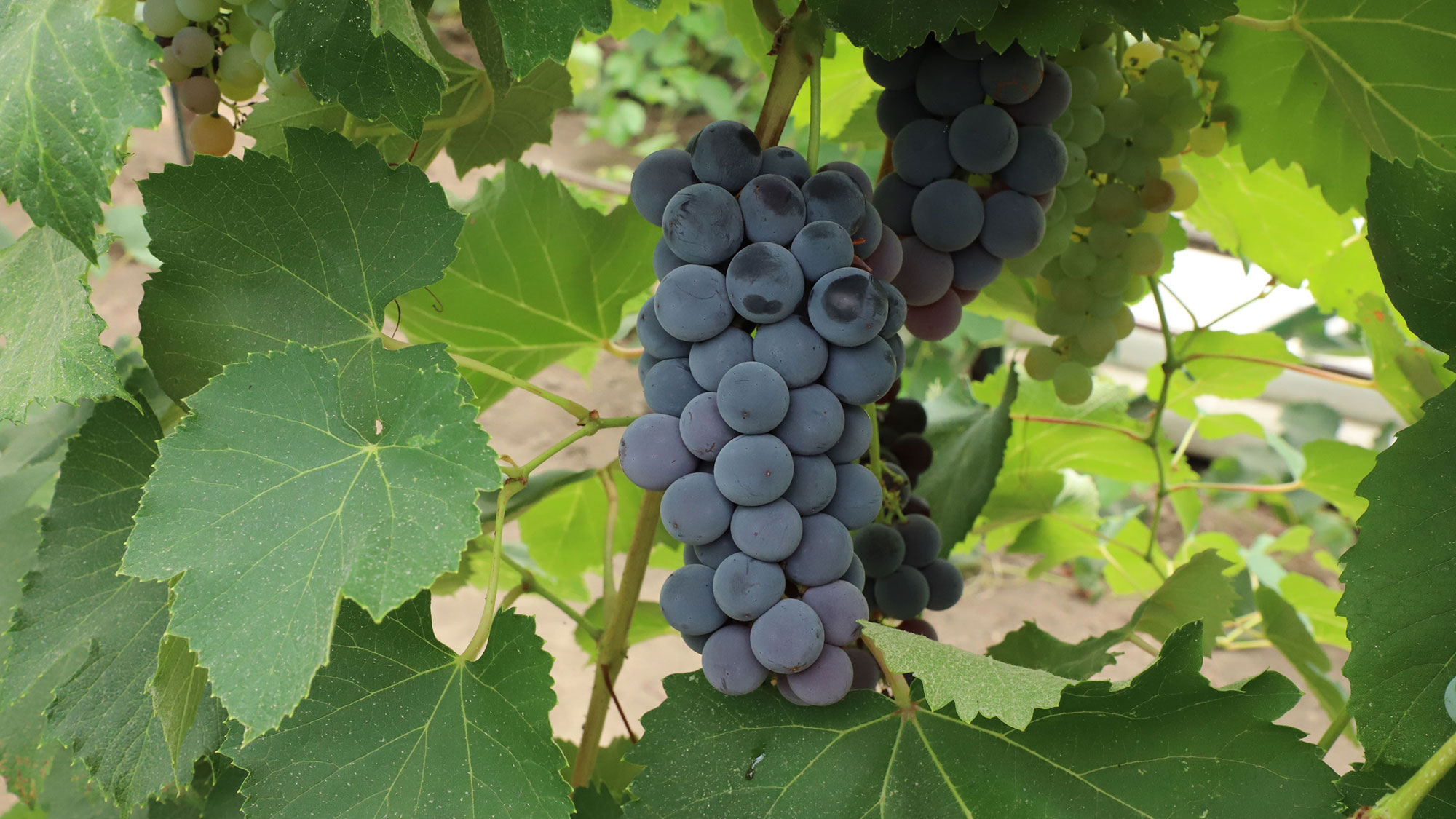 Some Nebraska winemakers are optimistic about the state’s 2020 vintage even though grape harvest final tonnage estimates are roughly half of last year’s crop. 