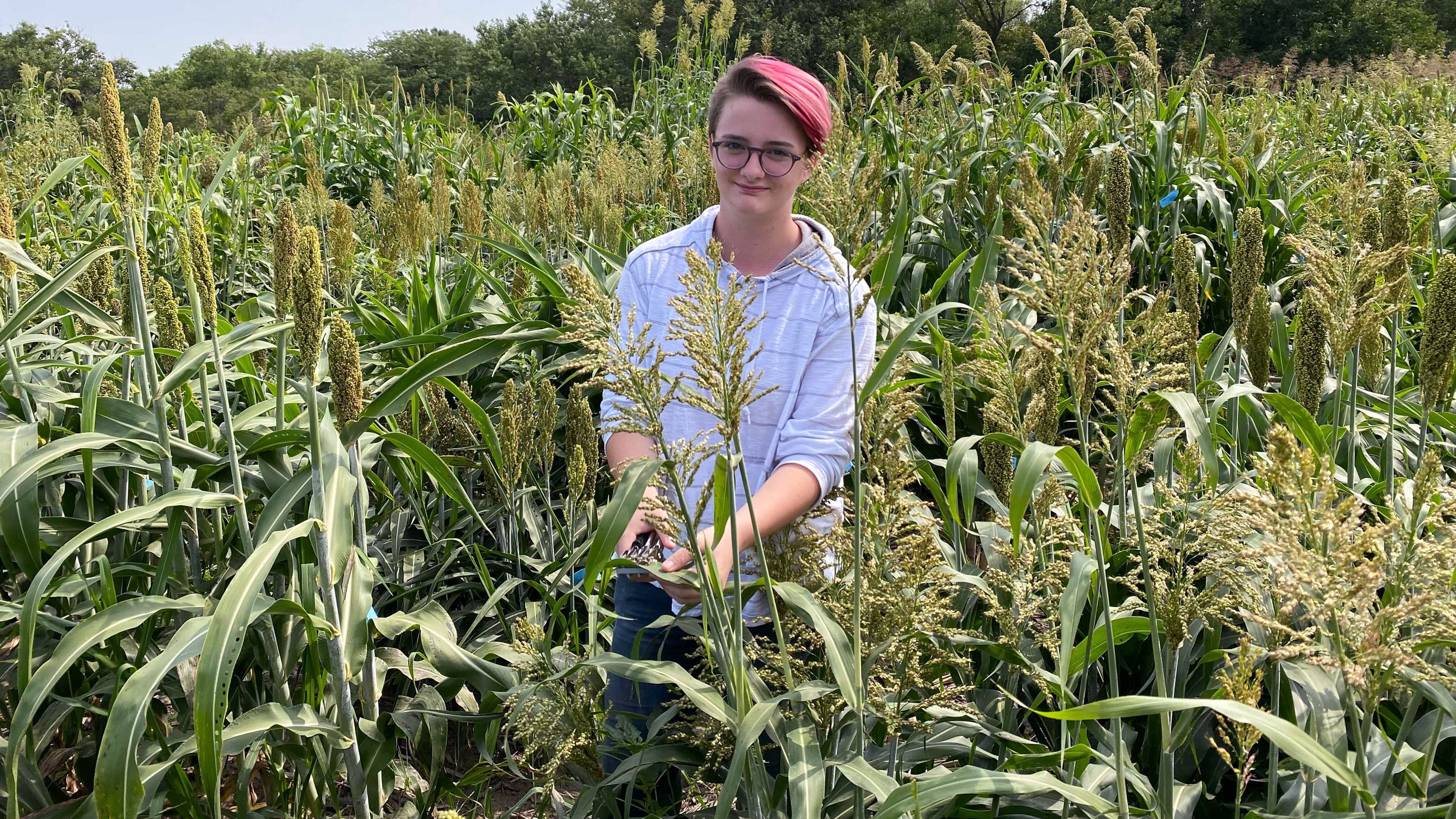 Ryleigh Grove, a North Star High School senior, measures leaf angles of sorghum for research project in the Schnable Lab as part of Young Nebraska Scientists summer program. James Schnable | Agronomy and Horticulture
