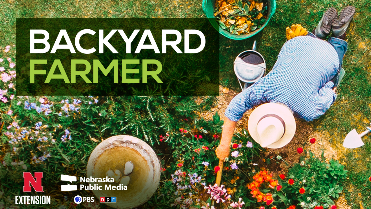 The popular lawn and garden series “Backyard Farmer” begins its 72nd season at 7 p.m. CT, Thursday, April 4 on Nebraska Public Media.
