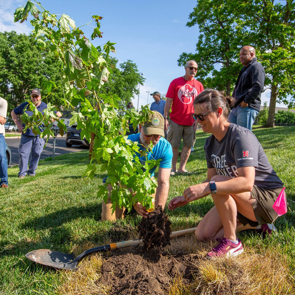 UNL's newest tree may just be the best-traveled member of the East Campus community.
