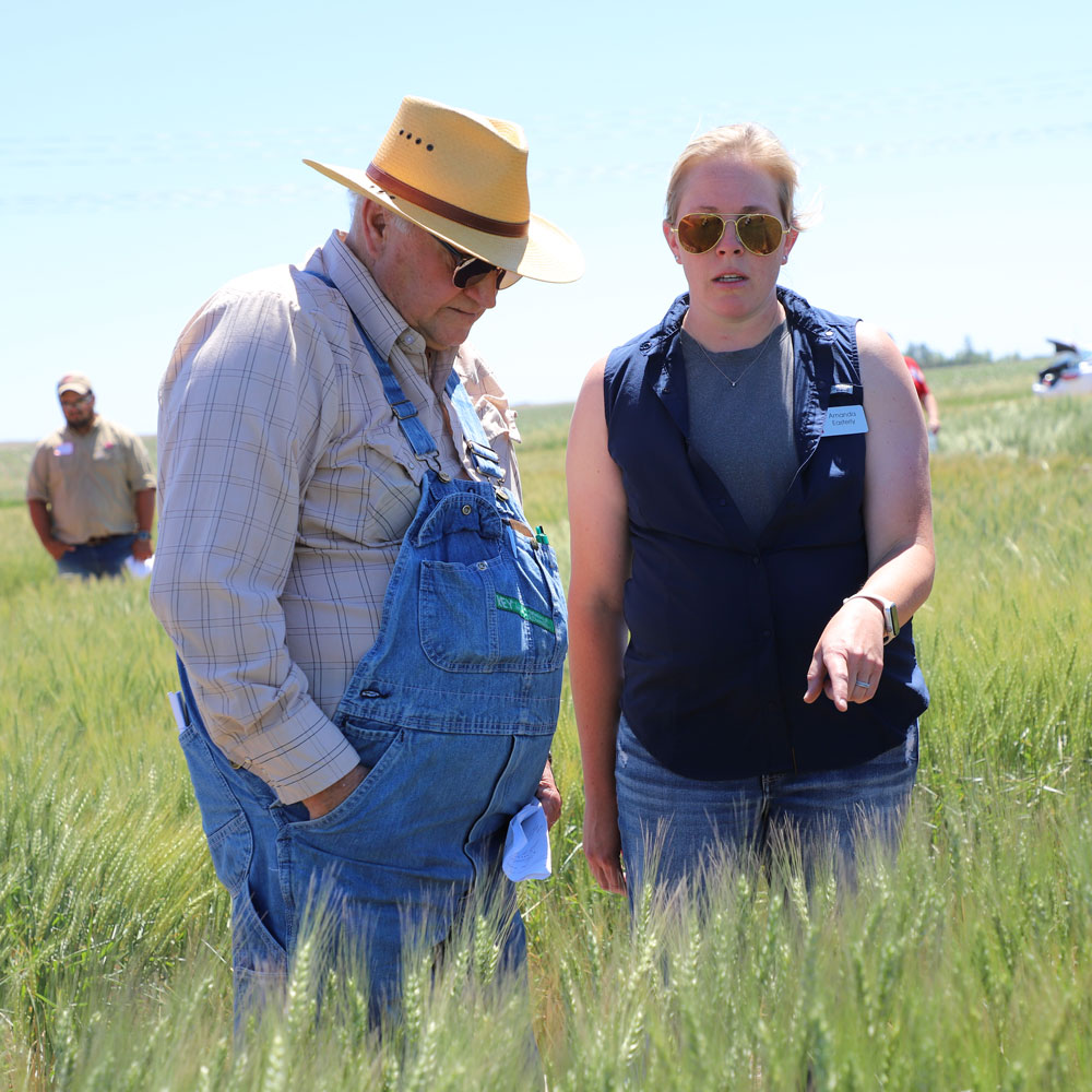 On June 12, the Stumpf Farm in Perkins County, Nebraska, was one of eight field sites among this year’s wheat variety tour held across the state. Tours were led by #UNLAgroHort's Cody Creech and Amanda Easterly of the UNL Crop Performance Testing Program with assistance from Katherine Frels, small grains breeder in agronomy and horticulture, Stephen Wegulo, small grains plant pathologist in plant pathology, and other University of Nebraska researchers in conjunction with farmer-cooperators and UNL Farm Mana