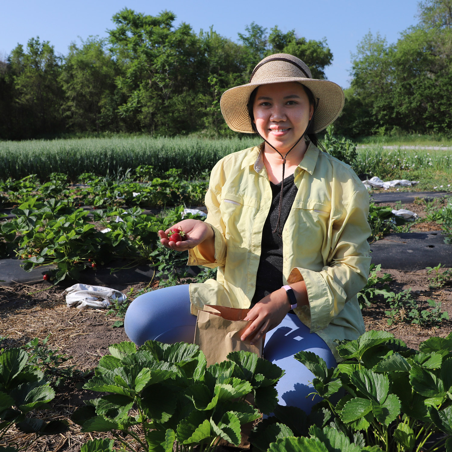 Mia Luong picking strawberries in research field on East Campus.
