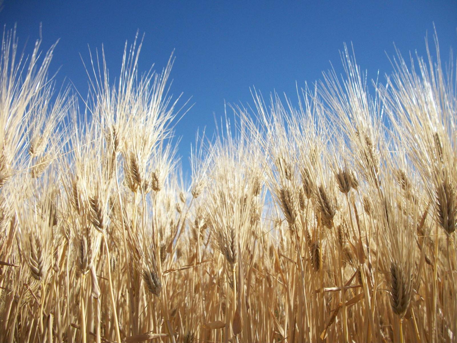 Project aims to develop winter malting barley cultivars adapted to the