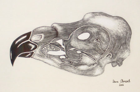 Scratchboard illustration of red-tailed hawk skull is by Dana Clements.