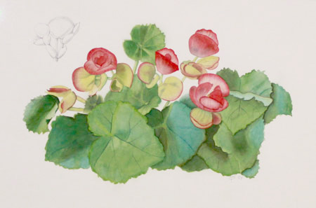 Watercolor and graphite illustration 'Begonia Cultivar' is by MaryBeth Hinrichs