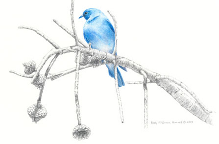 Colored pencil illustration 'Old Pine and Blue' is by Patty McGrane Harms