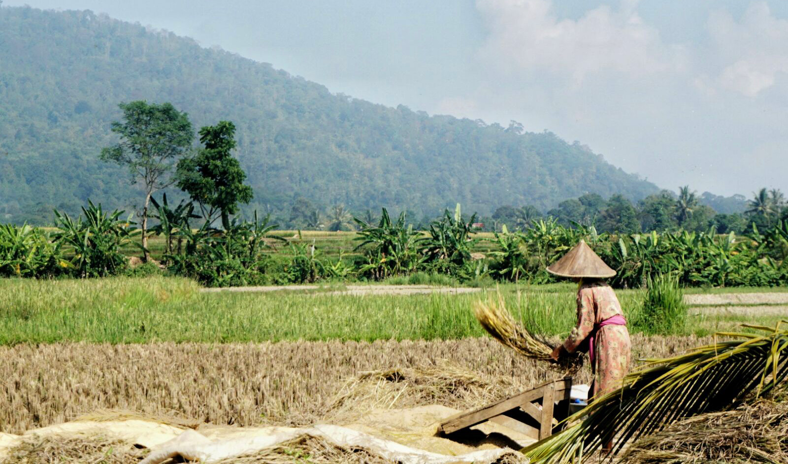 Indonesian rice field