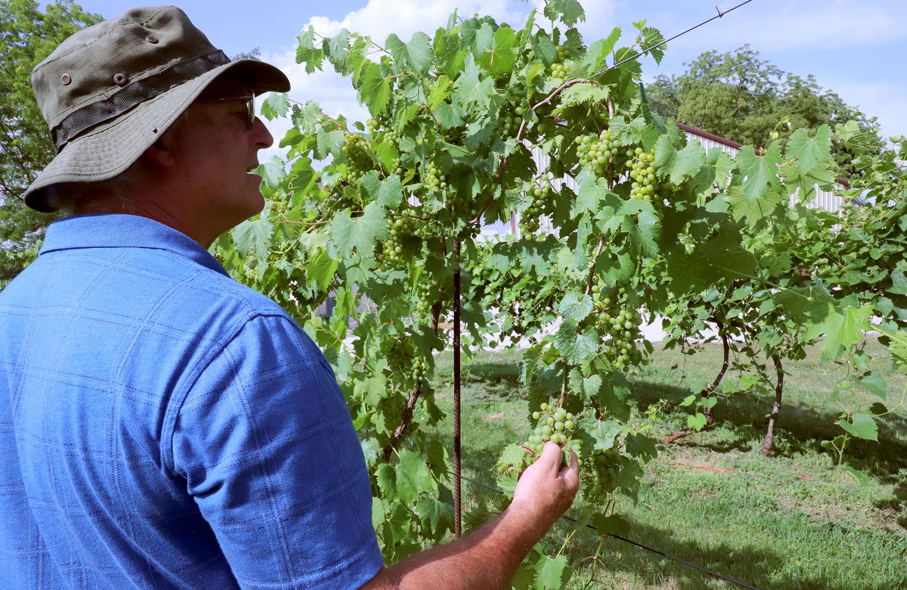 viticulture tailgate Stephen Gamet