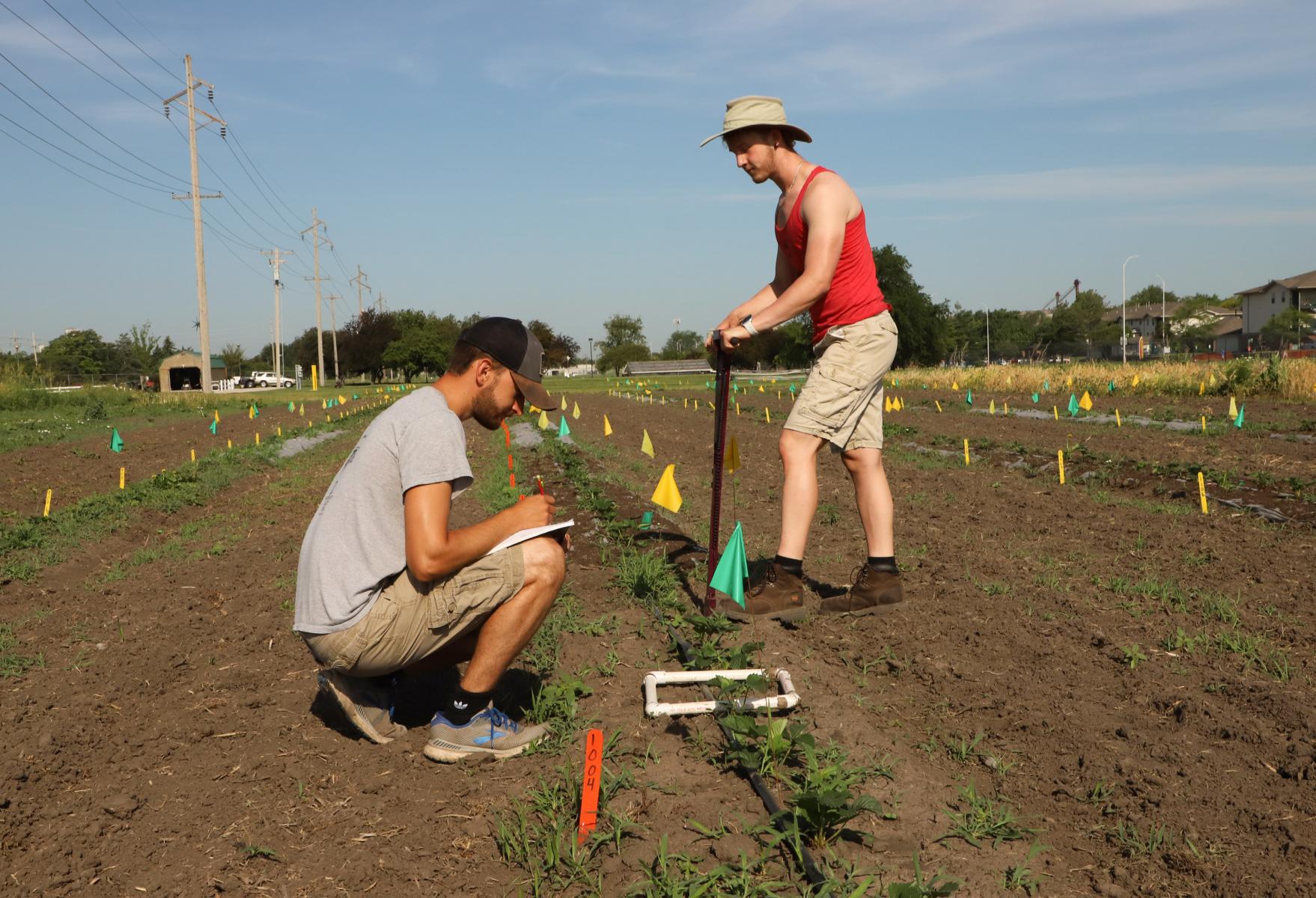 Caleb Wehrbein, left, agronomy and horticulture graduate student, and Cole Hammett, freshman plant biology major, measure weed density and soil moisture in strawberry plots in associate professor Sam Wortman's research fields on East Campus.