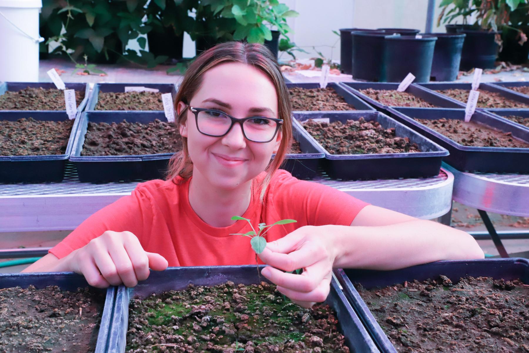 Elizabeth Oys, Department of Agronomy and Horticulture master’s student, works in an East Campus greenhouse characterizing and quantifying weed seeds present in soil samples collected from sites across Nebraska that have grown cover crops.