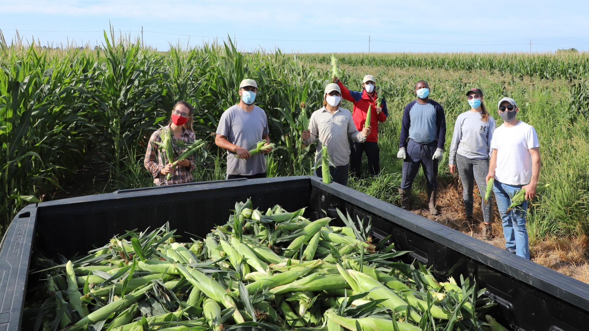 Graduate students picking sweet corn