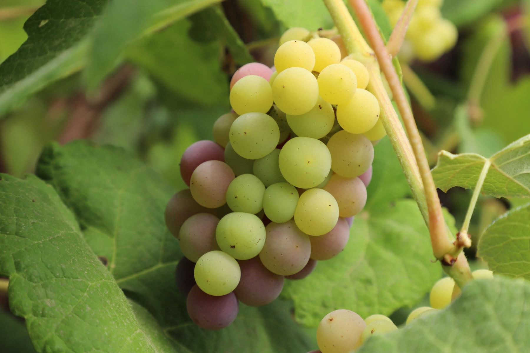 pink table grapes, Somerset Seedless