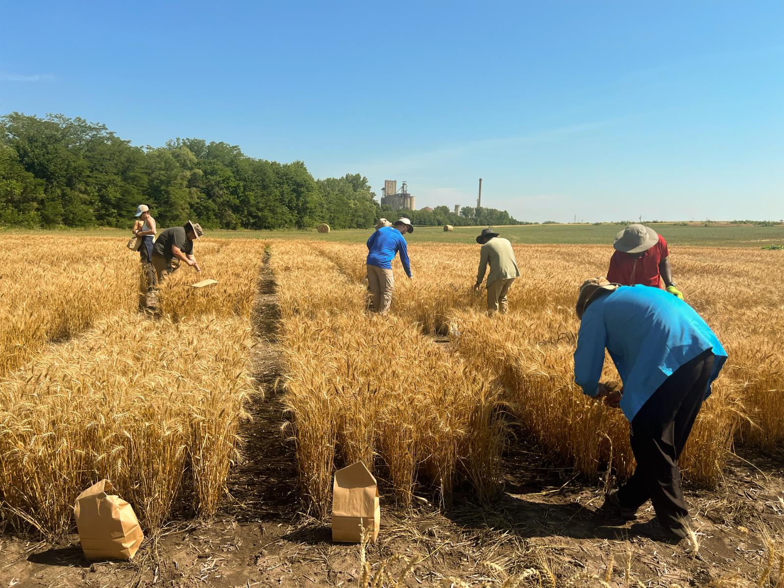  Katherine Frels' wheat harvest crew works at Havelock Farm