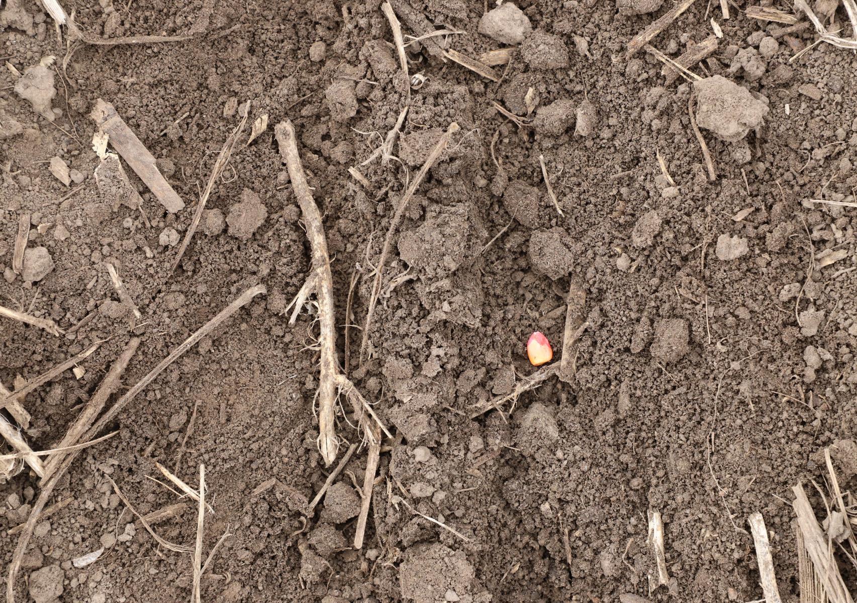 Corn seed on ground