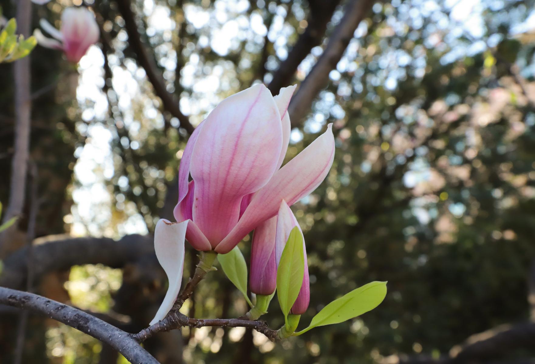 Saucer magnolia, Magnolia × soulangeana
