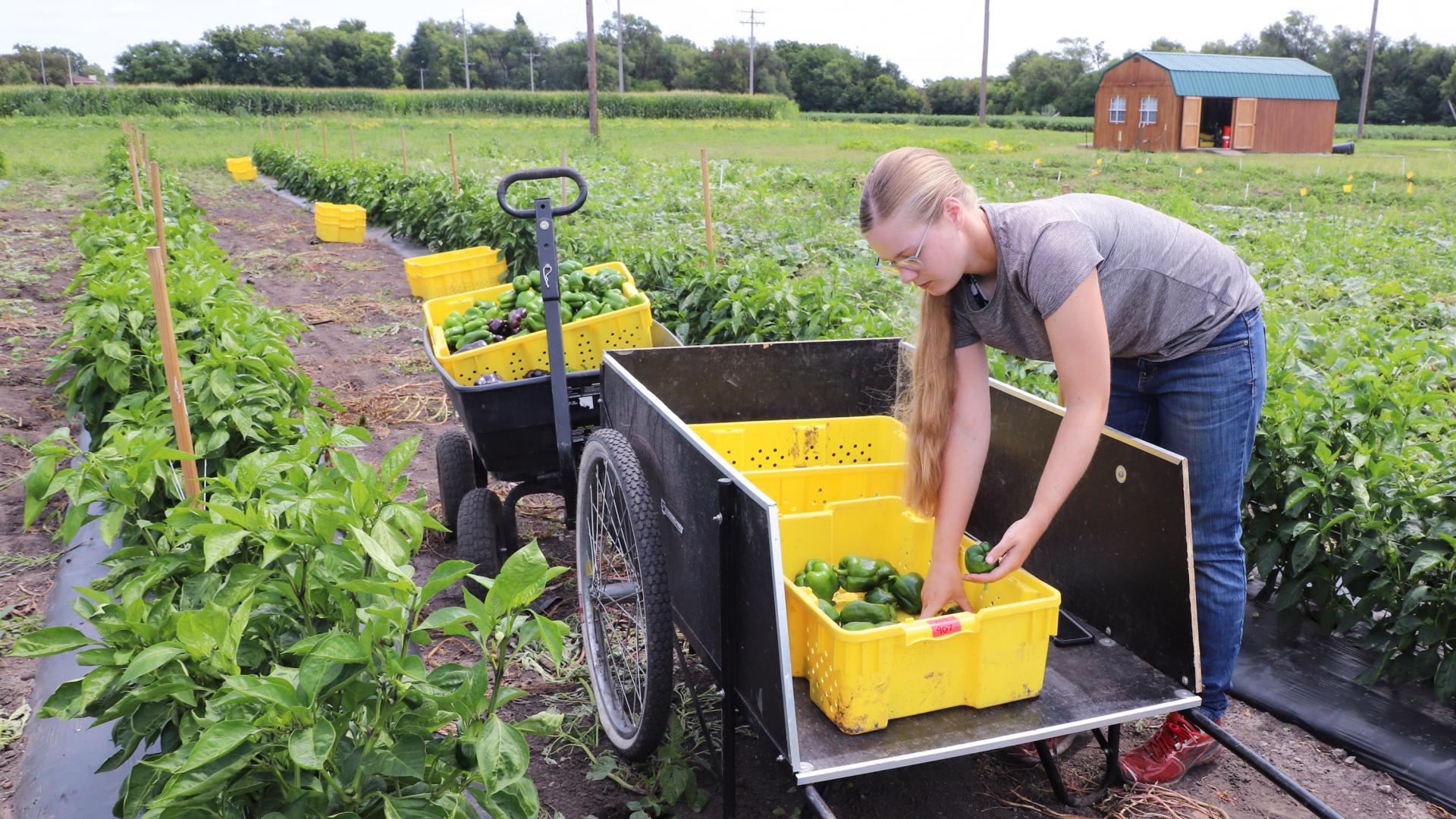 Wortman student in horticulture research plots