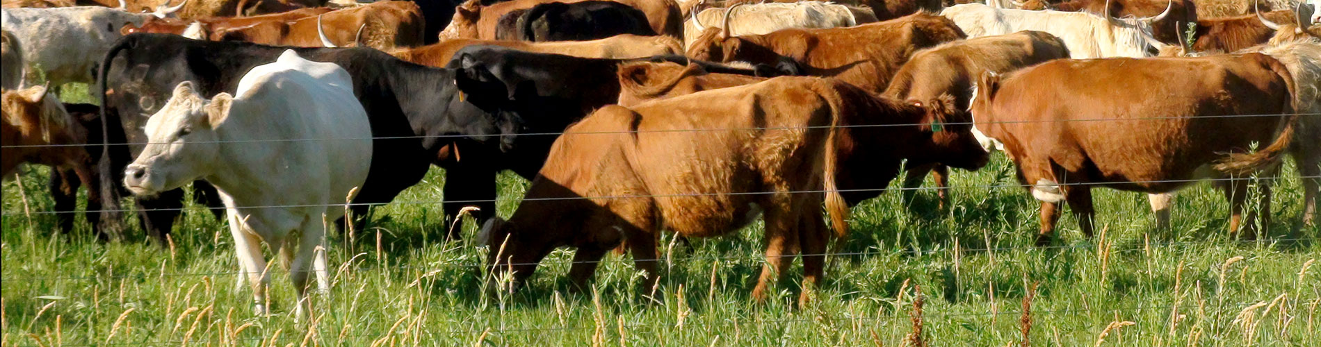 Peterson Cattle