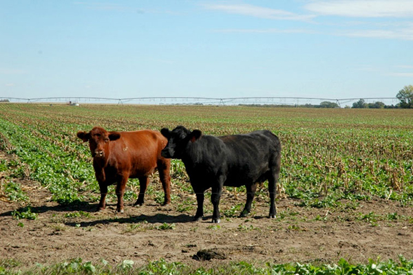 Integrated Crop-Livestock Systems | Department of Agronomy and Horticulture  | Nebraska