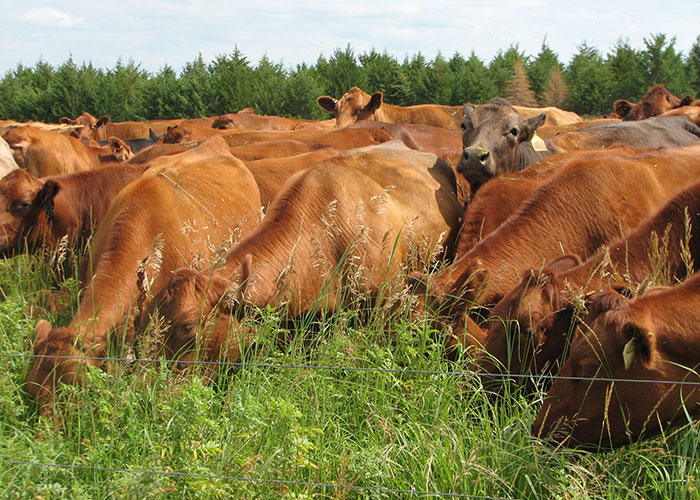 Grazing Department of Agronomy and Horticulture Nebraska