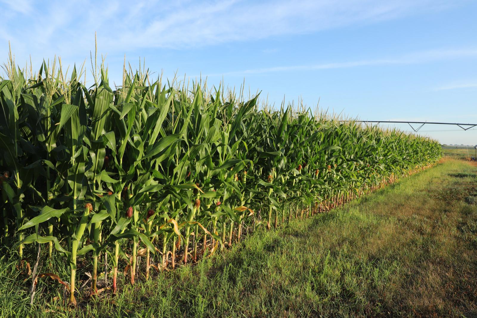 corn field