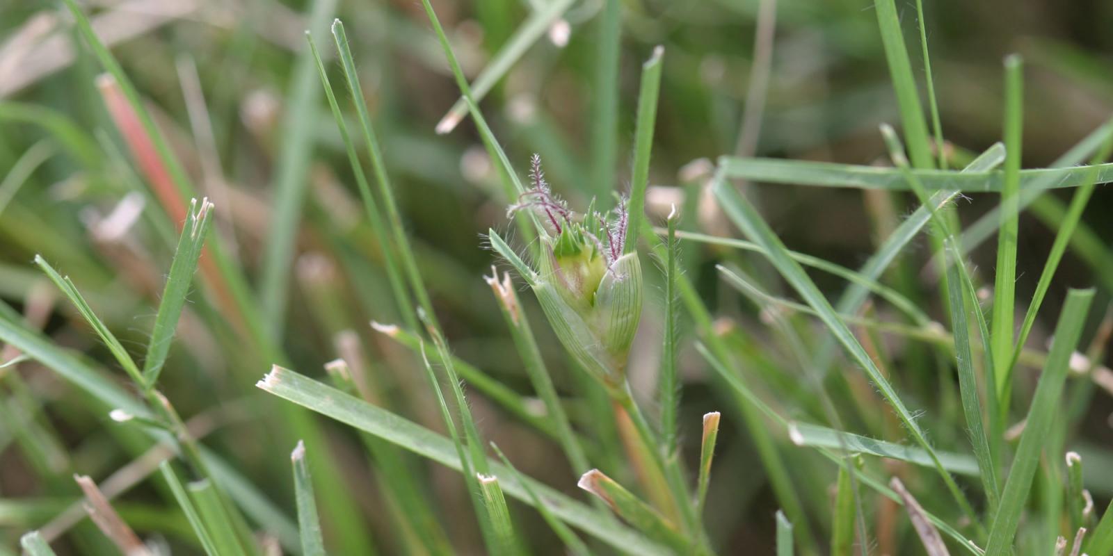 turf