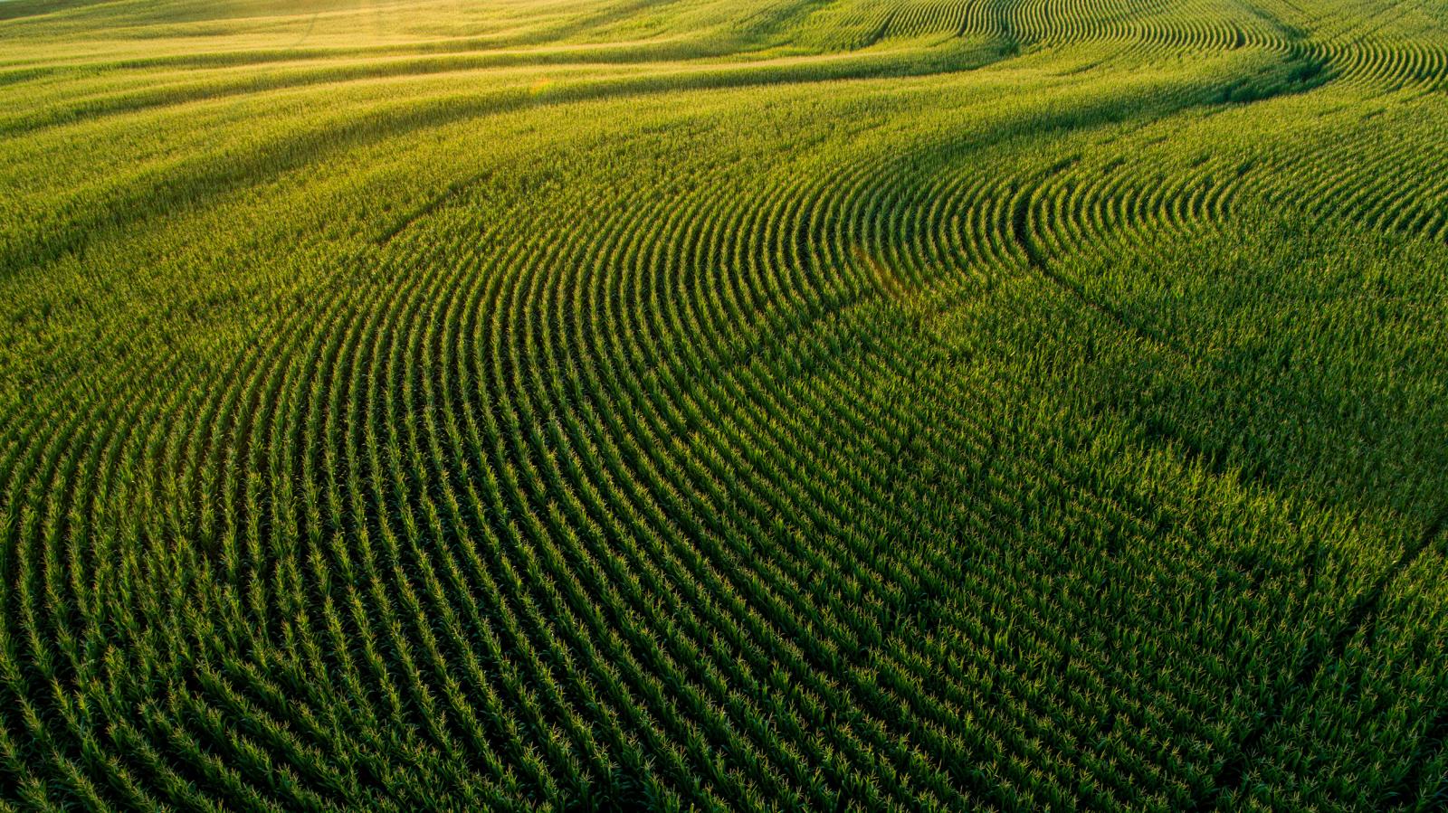 corn field