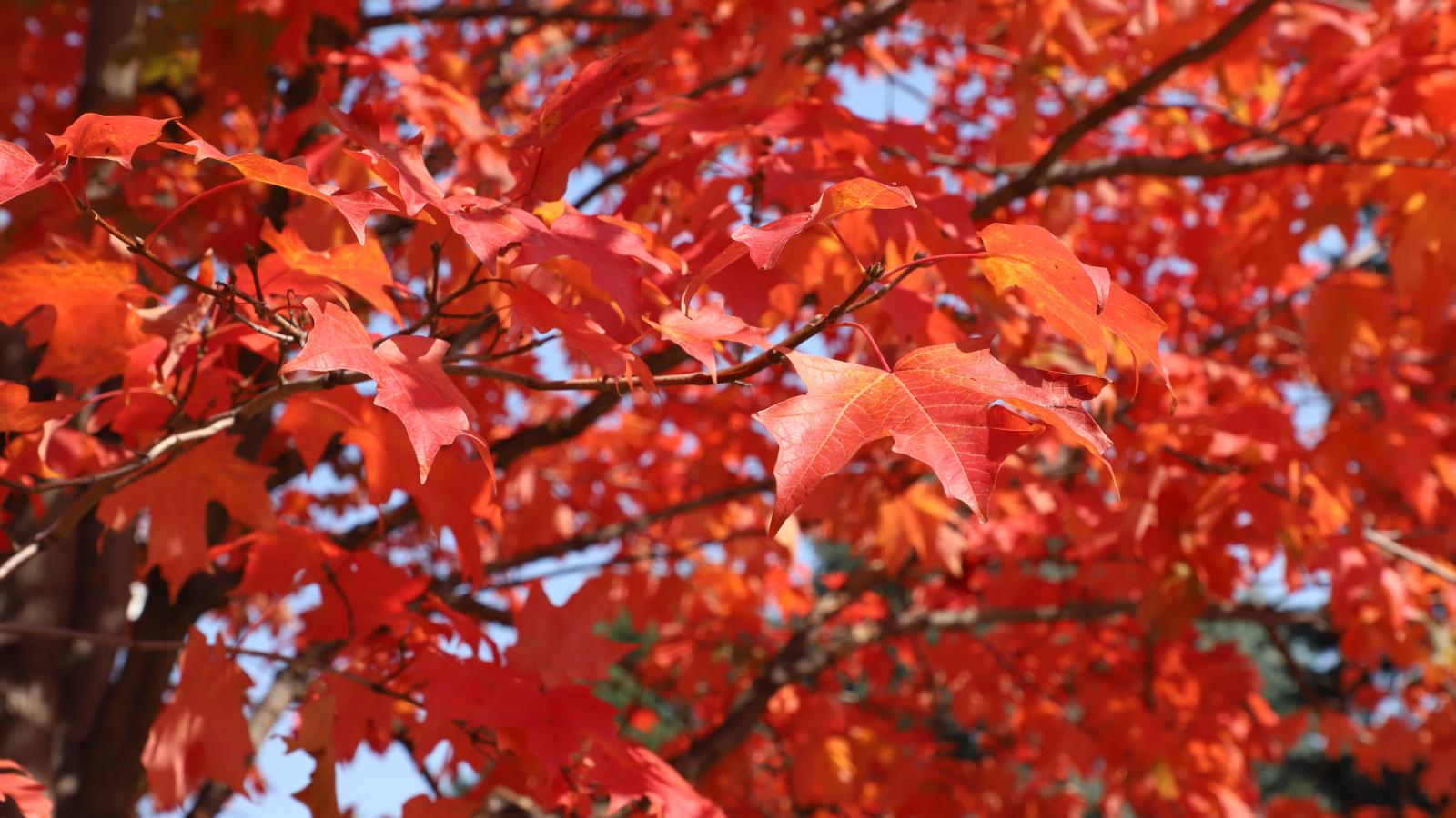 Fall leaves