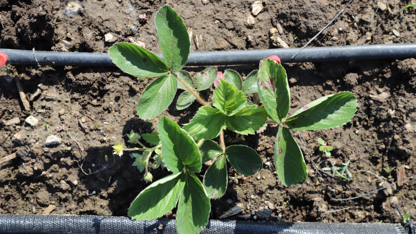 strawberry plants