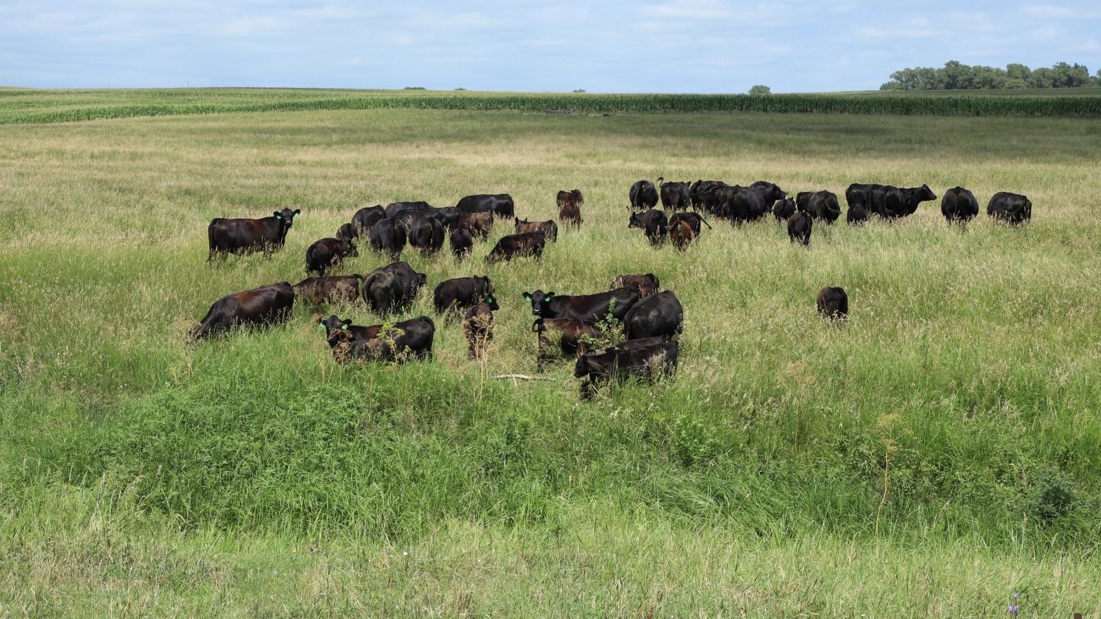 cattle in pasture