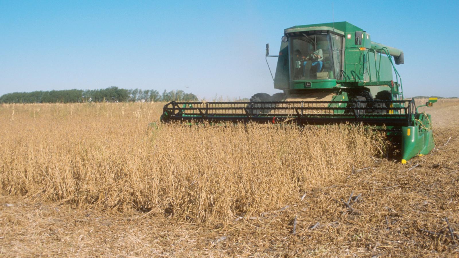 combine harvesting soybeans