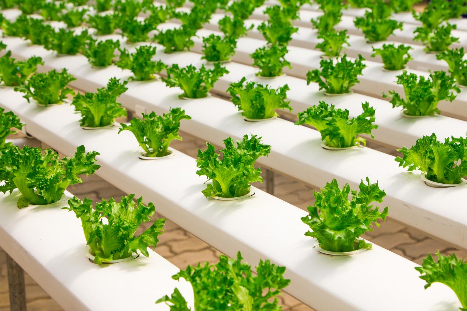 hydroponic lettuce