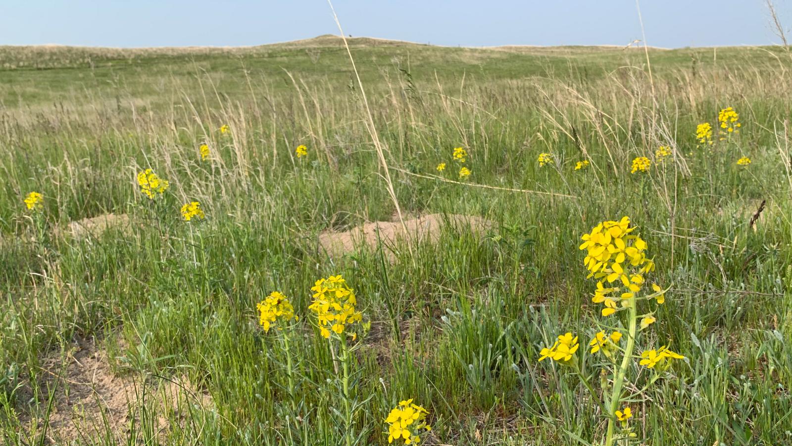 prairie