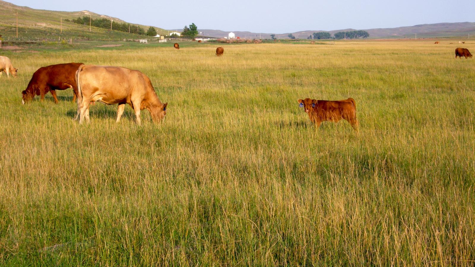 range cows