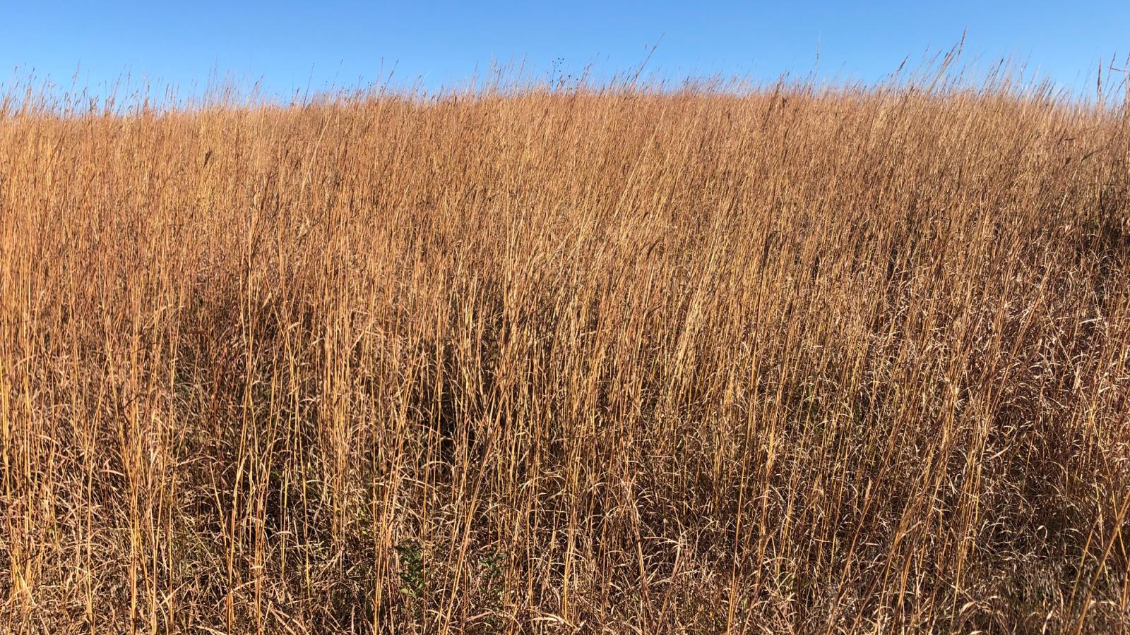prairie