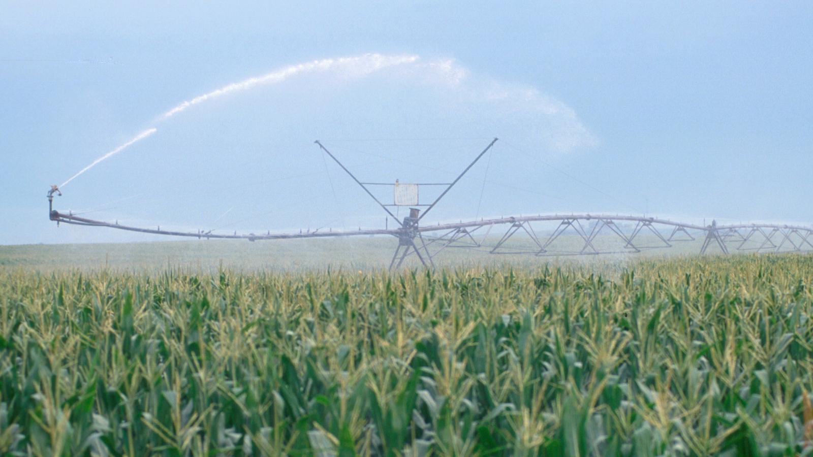 irrigating corn