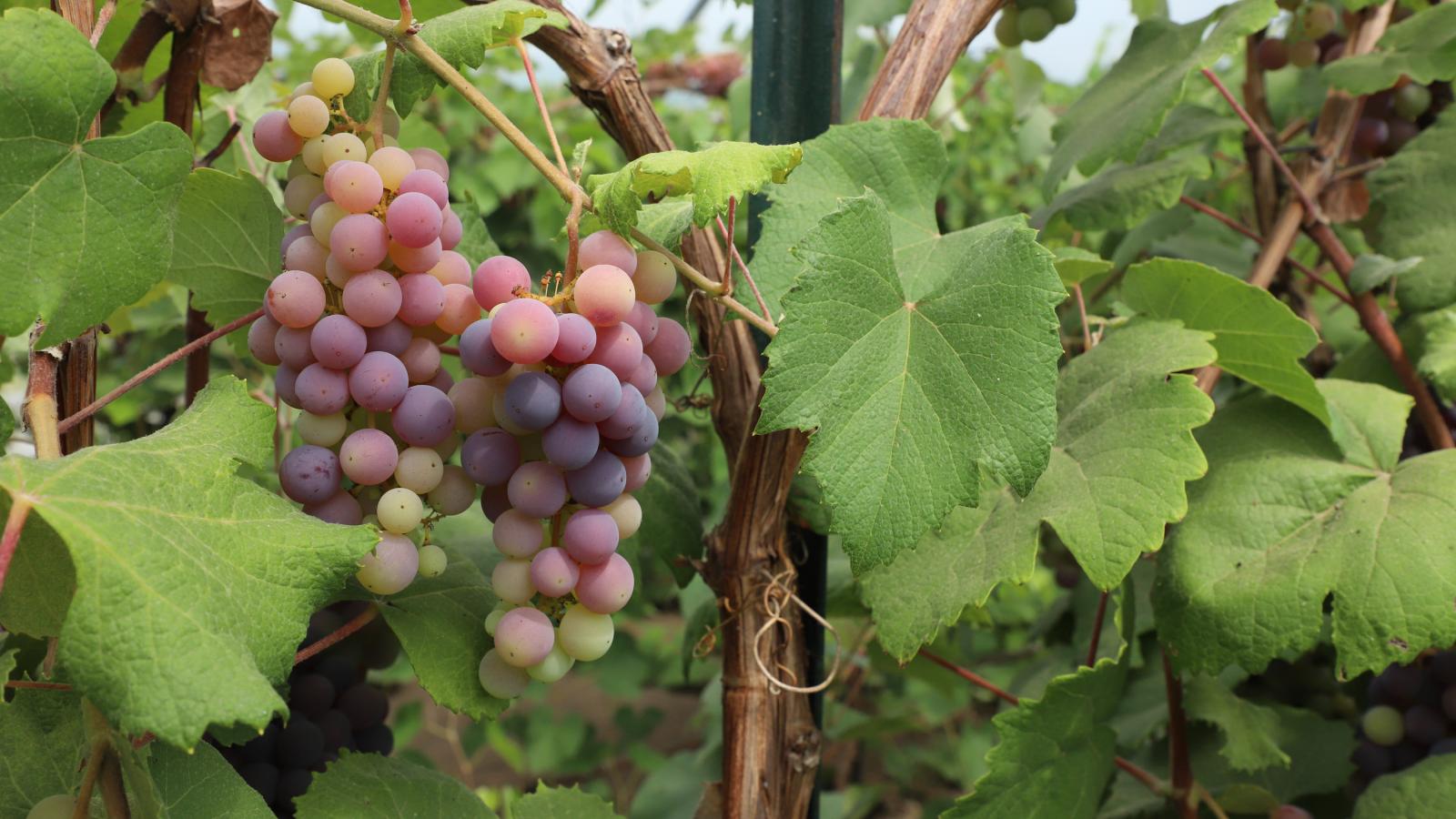 grape vines