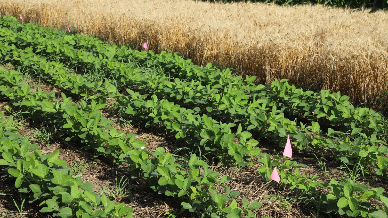 soybean wheat field