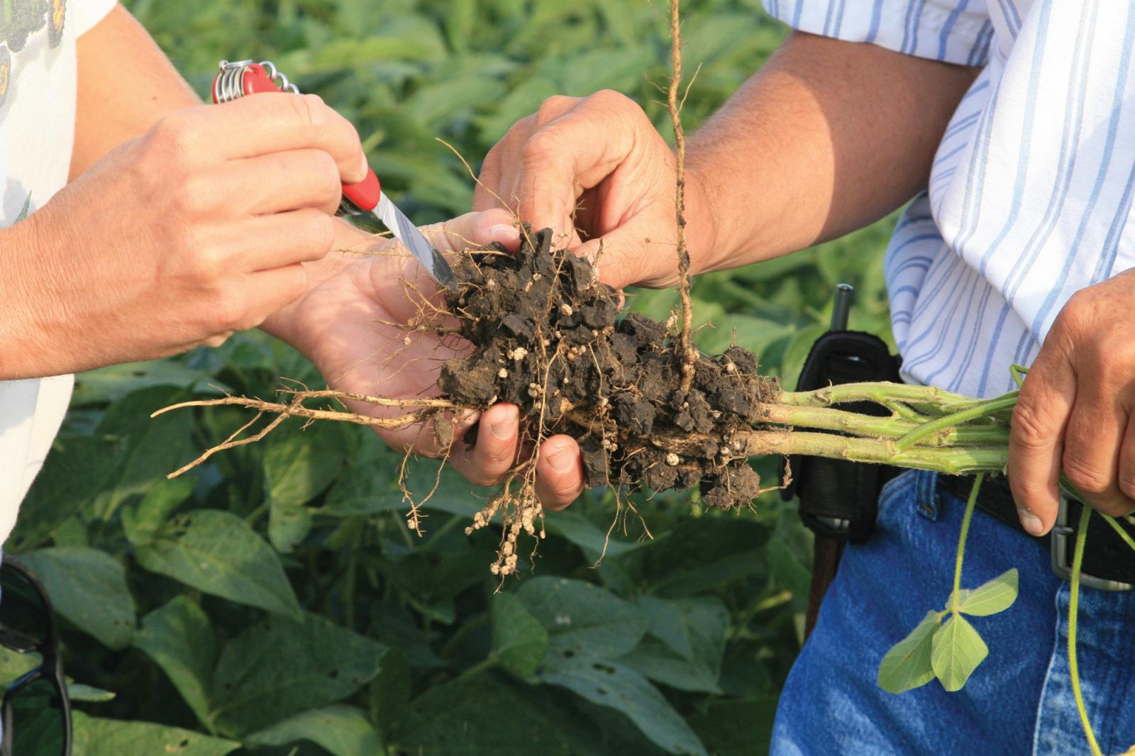 soybean roots