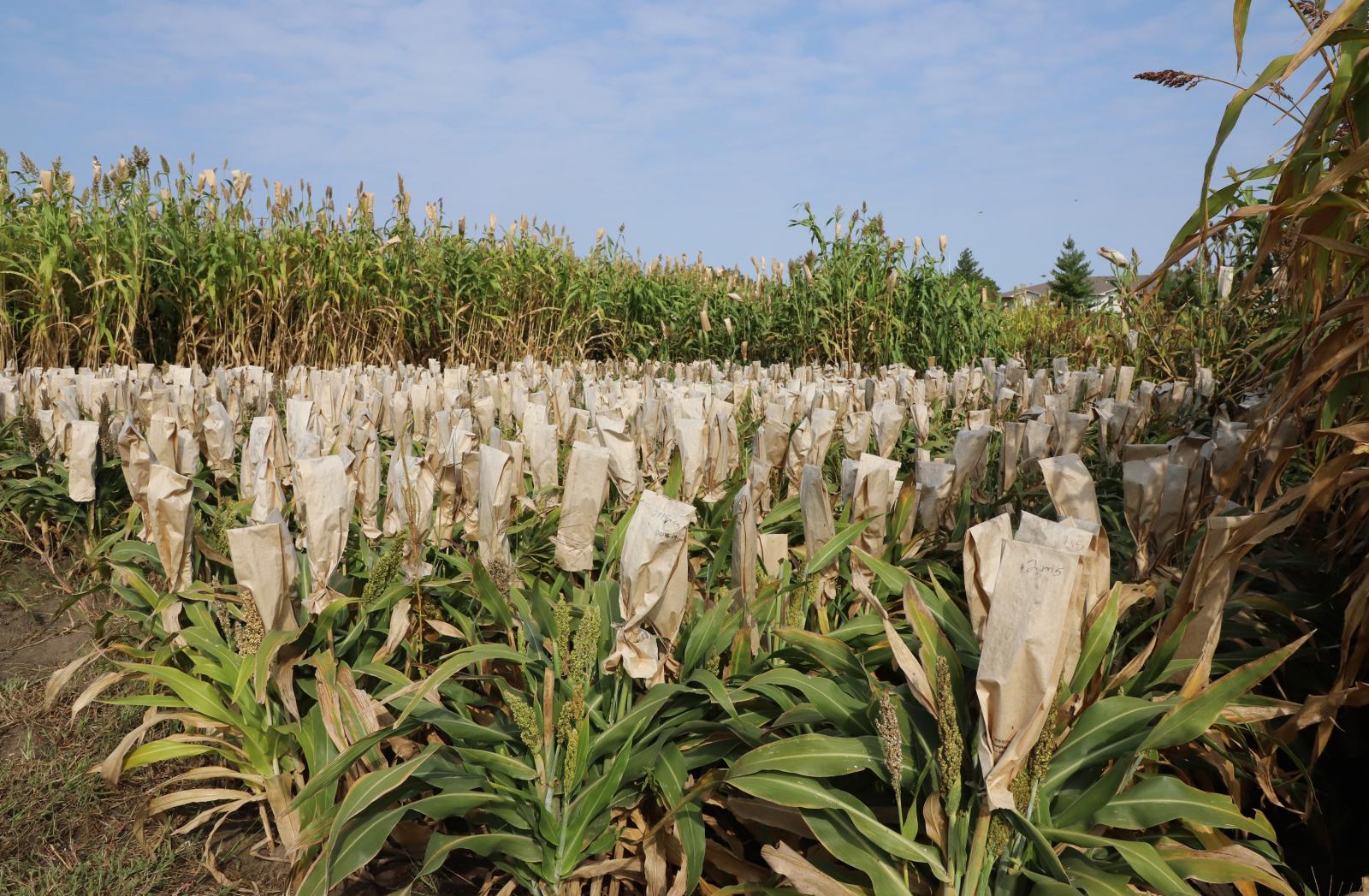 crop genetics