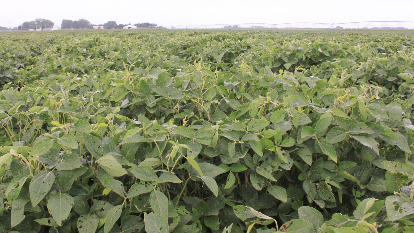 soybeans