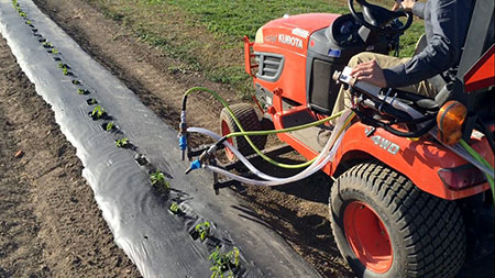 Abrasive grit application in plasticulture tomatoes.